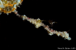 Pygmy Sea Dragon by Henrik Gram Rasmussen 